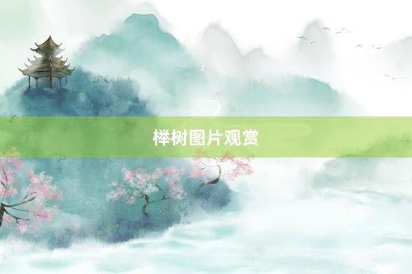 榉树图片观赏